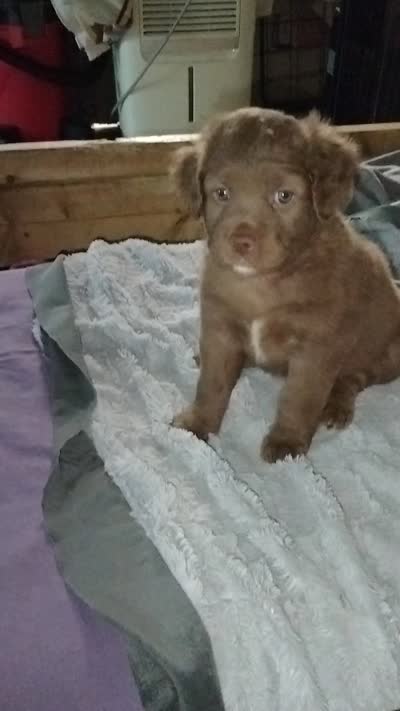 Rita, a female American Bully and Cockapoo for sale in Baltimore, MD – 4 of 9