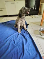 Victor, a male Cockapoo and Double Doodle for sale in Baltimore, MD – 6 of 10