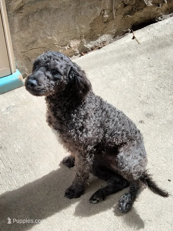 Willow – American Pit Bull Terrier, Cockapoo puppy for sale in Baltimore, MD