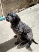 Willow, a female Cockapoo for sale in Baltimore, MD – 5 of 9