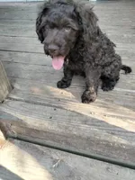 Maple, a female Cockapoo for sale in Baltimore, MD – 8 of 9