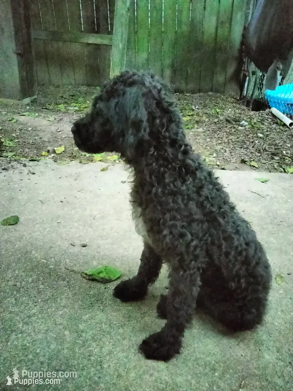 Willow – American Pit Bull Terrier, Cockapoo puppy for sale in Baltimore, MD