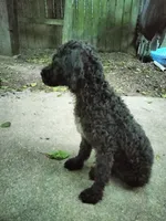 Willow, a female American Pit Bull Terrier and Cockapoo for sale in Baltimore, MD – 4 of 10