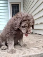 Carmine, a male American Bully and Cockapoo for sale in Baltimore, MD – 7 of 9