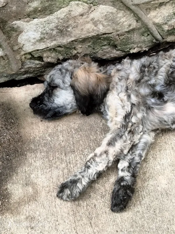 Victor – Cockapoo puppy for sale in Baltimore, MD
