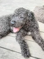 Willow, a female American Pit Bull Terrier and Cockapoo for sale in Baltimore, MD – 4 of 6