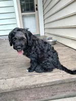 Teddy, a male American Bully and Cockapoo for sale in Baltimore, MD – 9 of 9