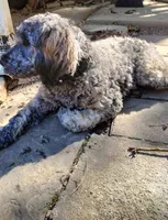 Oscar/Victor, a male American Pit Bull Terrier and Cockapoo for sale in Baltimore, MD – 9 of 9