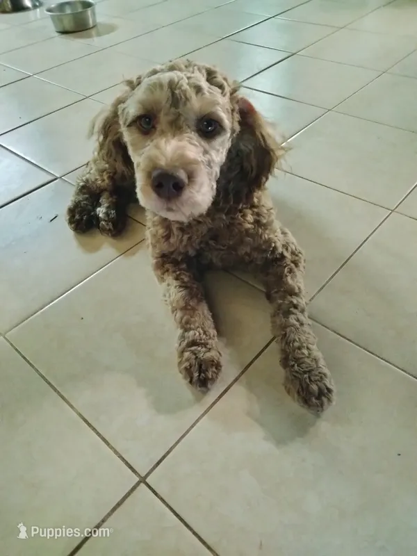 Nutmeg – Cockapoo puppy for sale in Baltimore, MD