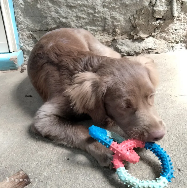 Rita – American Bully, Cockapoo puppy for sale in Baltimore, MD