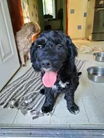 Teddy, a male American Bully and Cockapoo for sale in Baltimore, MD – 1 of 9