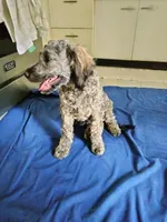 Victor, a male Cockapoo and Double Doodle for sale in Baltimore, MD – 10 of 10
