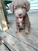 Rita, a female American Bully and Cockapoo for sale in Baltimore, MD – 5 of 9
