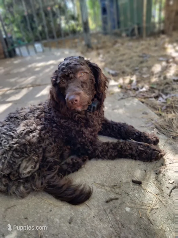 Maple – American Bully, Cockapoo puppy for sale in Baltimore, MD