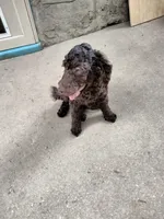 Maple, a female American Bully and Cockapoo for sale in Baltimore, MD – 7 of 10