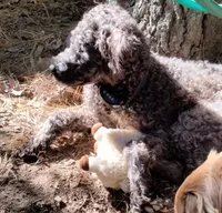 Willow, a female Cockapoo for sale in Baltimore, MD – 6 of 9