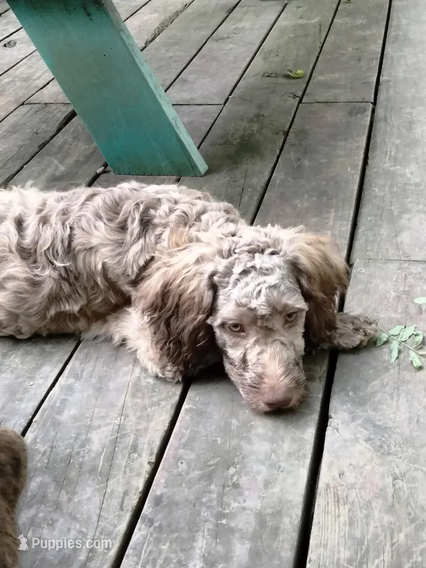 Nutmeg – Cockapoo puppy for sale in Baltimore, MD
