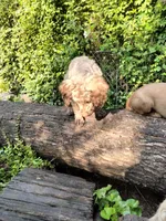 Nutmeg, a female Cockapoo for sale in Baltimore, MD – 4 of 6