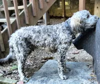 Oscar/Victor, a male American Pit Bull Terrier and Cockapoo for sale in Baltimore, MD – 4 of 9