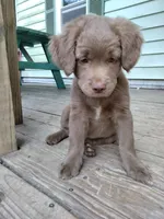 Rita, a female American Bully and Cockapoo for sale in Baltimore, MD – 7 of 9