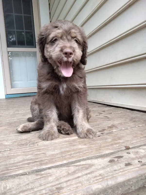 Carmine – American Bully, Cockapoo puppy for sale in Baltimore, MD