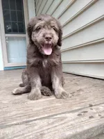 Carmine, a male American Bully and Cockapoo for sale in Baltimore, MD – 1 of 9