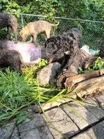 Teddy, a male American Bully and Cockapoo for sale in Baltimore, MD – 6 of 9