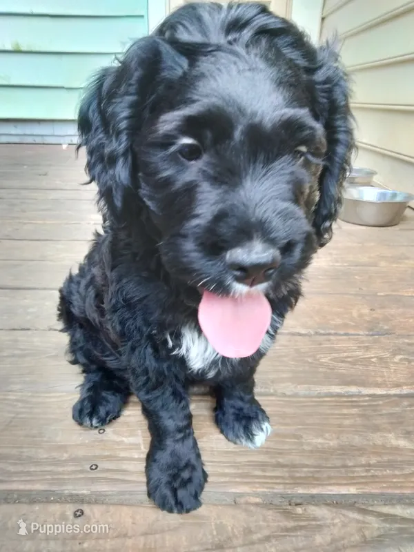Teddy – American Bully, Cockapoo puppy for sale in Baltimore, MD