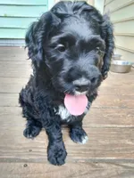 Teddy, a male American Bully and Cockapoo for sale in Baltimore, MD – 1 of 9