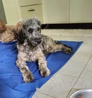 Victor, a male Cockapoo and Double Doodle for sale in Baltimore, MD – 9 of 10