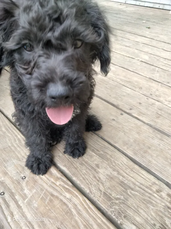 Willow – American Pit Bull Terrier, Cockapoo puppy for sale in Baltimore, MD