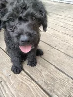 Willow, a female American Pit Bull Terrier and Cockapoo for sale in Baltimore, MD – 1 of 6
