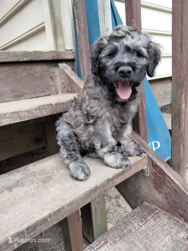 Victor – Cockapoo puppy for sale in Baltimore, MD