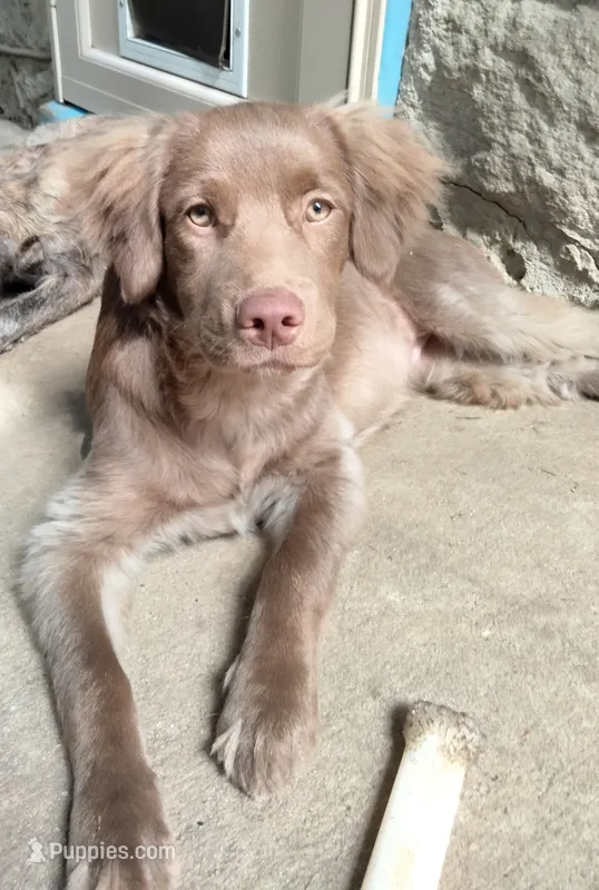 Rita – American Bully, Cockapoo puppy for sale in Baltimore, MD