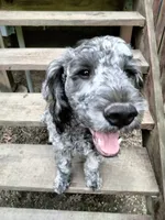 Oscar/Victor, a male American Bully and Cockapoo for sale in Baltimore, MD – 3 of 10