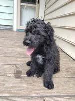 Willow, a female American Pit Bull Terrier and Cockapoo for sale in Baltimore, MD – 2 of 6