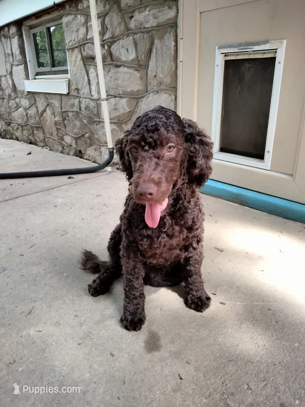 Maple – American Bully, Cockapoo puppy for sale in Baltimore, MD