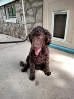 Maple, a female American Bully and Cockapoo for sale in Baltimore, MD – 1 of 10