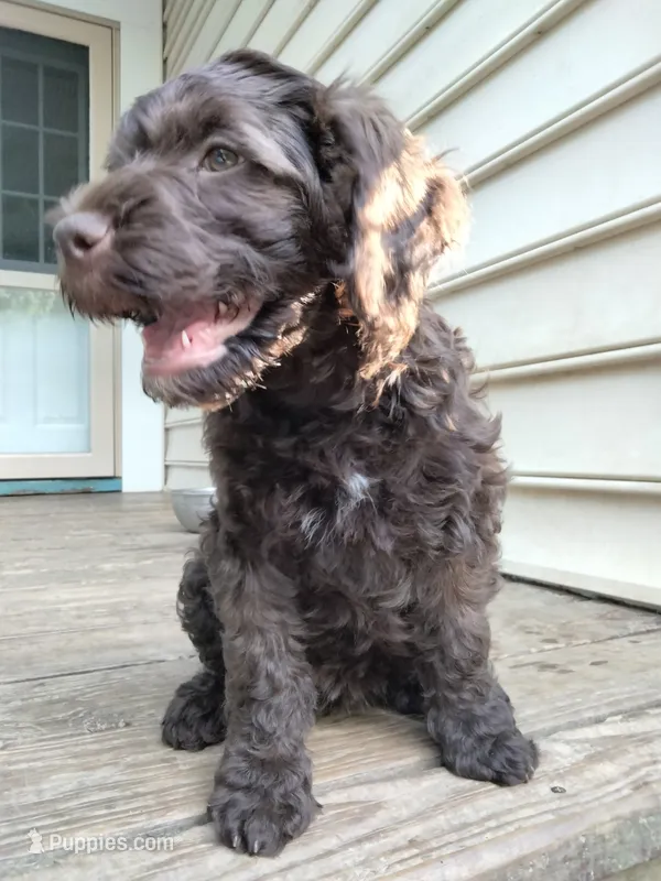 Maple – Cockapoo puppy for sale in Baltimore, MD