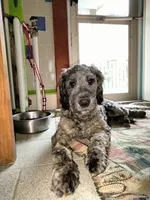 Victor, a male Cockapoo and Double Doodle for sale in Baltimore, MD – 4 of 10