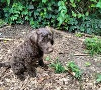 Maple, a female American Bully and Cockapoo for sale in Baltimore, MD – 4 of 10