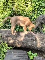 Rita, a female American Bully and Cockapoo for sale in Baltimore, MD – 1 of 10