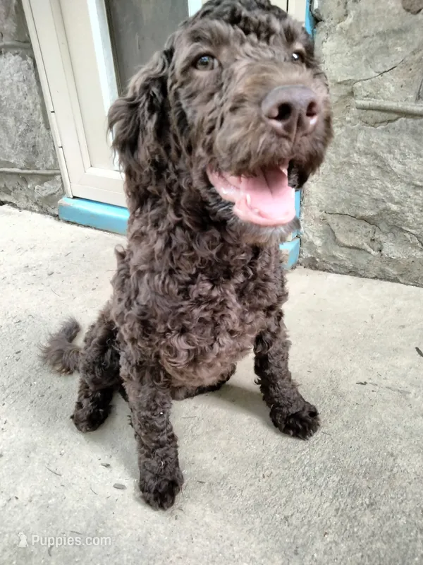 Maple – American Bully, Cockapoo puppy for sale in Baltimore, MD
