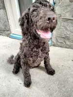 Maple, a female American Bully and Cockapoo for sale in Baltimore, MD – 3 of 10