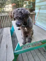Willow, a female Cockapoo for sale in Baltimore, MD – 8 of 9
