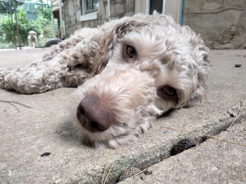 Nutmeg – Cockapoo puppy for sale in Baltimore, MD