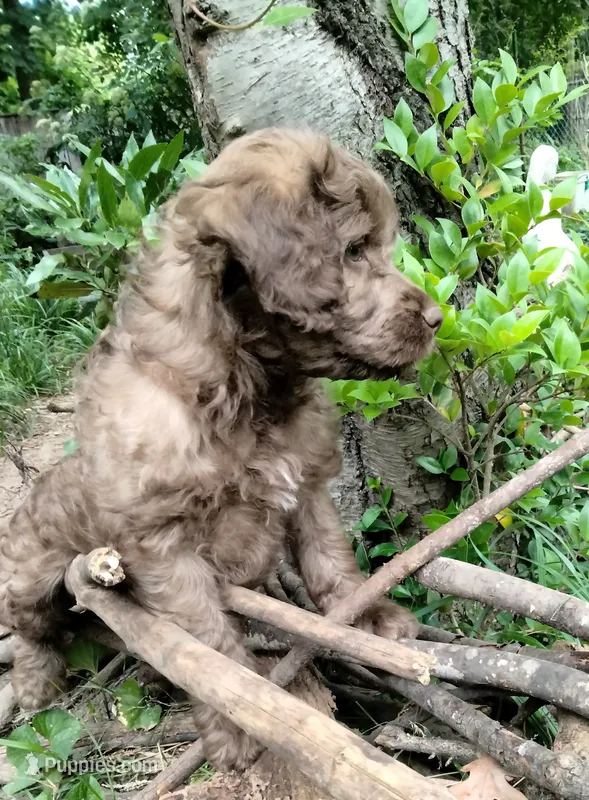 Nutmeg – Cockapoo puppy for sale in Baltimore, MD