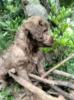 Nutmeg, a female Cockapoo for sale in Baltimore, MD – 1 of 5