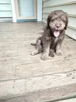 Carmine, a male American Bully and Cockapoo for sale in Baltimore, MD – 6 of 9