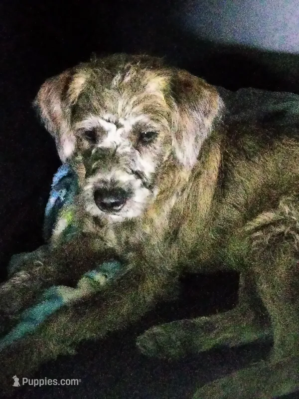 Tori – American Pit Bull Terrier, Cockapoo puppy for sale in Baltimore, MD